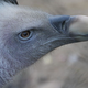 Illustration for article titled This Bird is the Highest Flier in the World. Guess How We Found That Out.